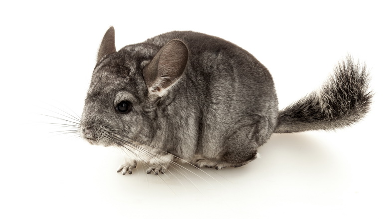 Chinchillas Make One of the Best Pets unlike Popular Belief