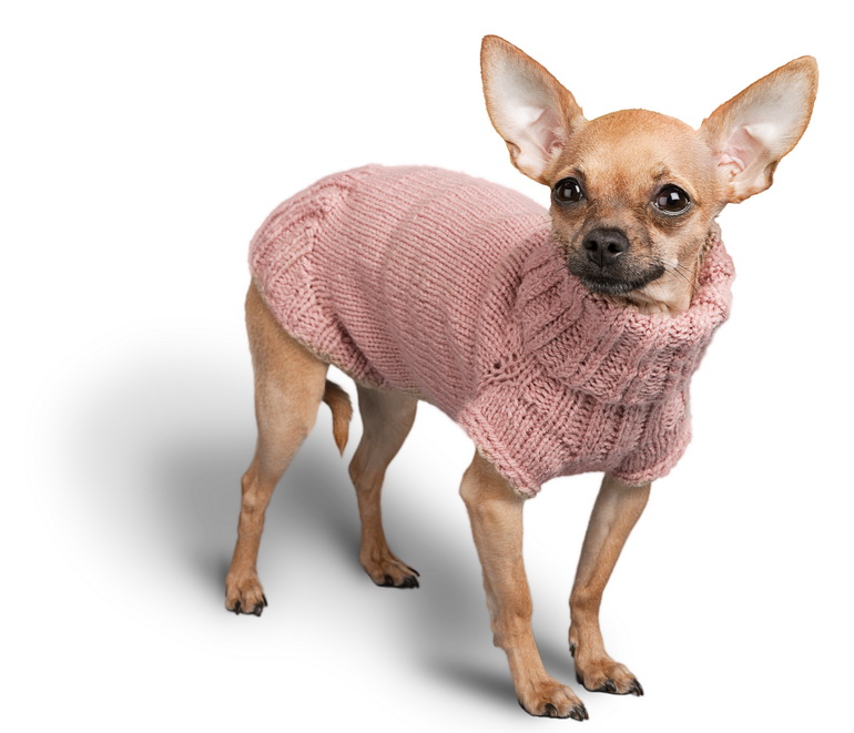 Donate the dogs for the charity