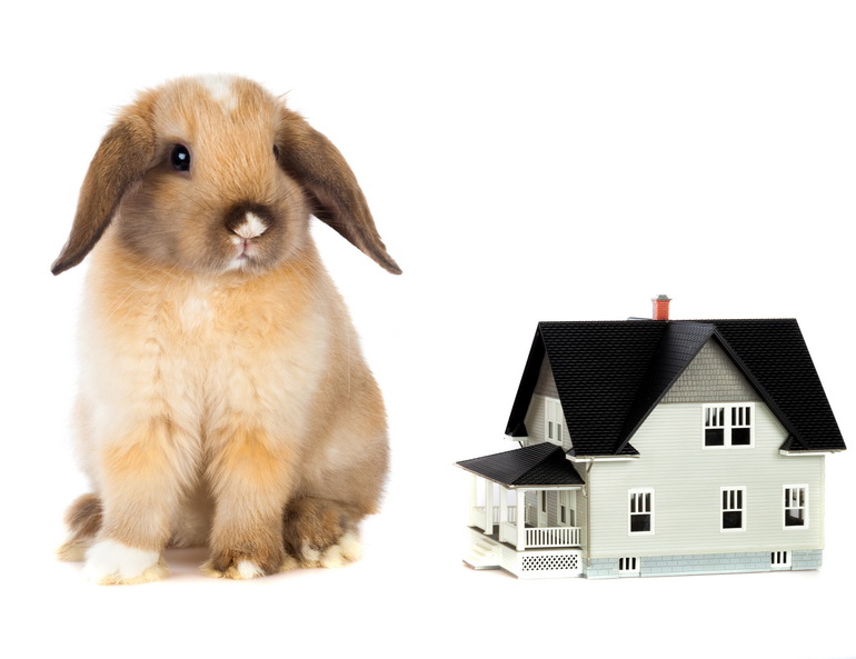 How Rabbits Can Make Great Pets for your Children? How Rabbits Can Make Great Pets for your Children?