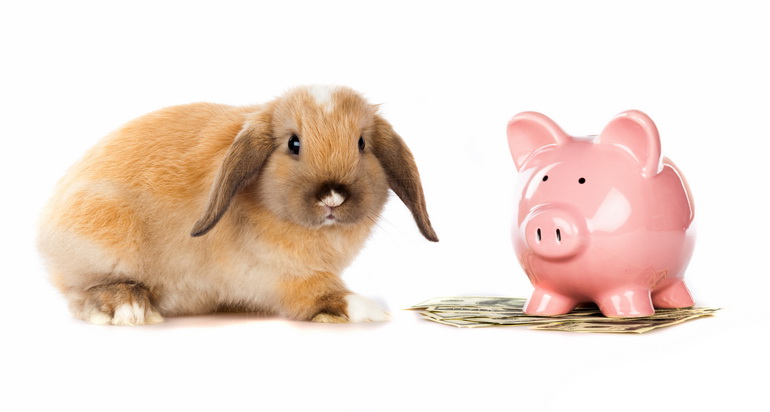 How Rabbits Can Make Great Pets for your Children? How Rabbits Can Make Great Pets for your Children?