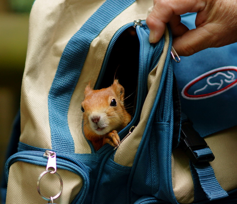 Is Adopting a Pet Squirrel a good Idea? Is Adopting a Pet Squirrel a good Idea?