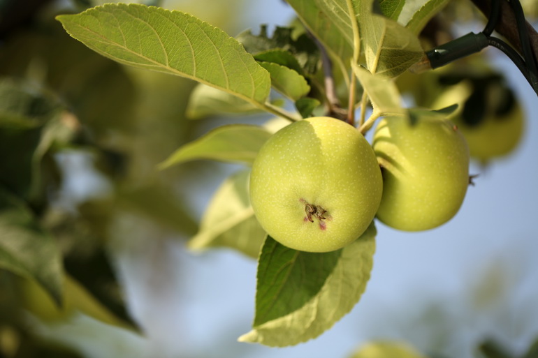 Can Sugar Gliders make Good Pets? Can Sugar Gliders make Good Pets?
