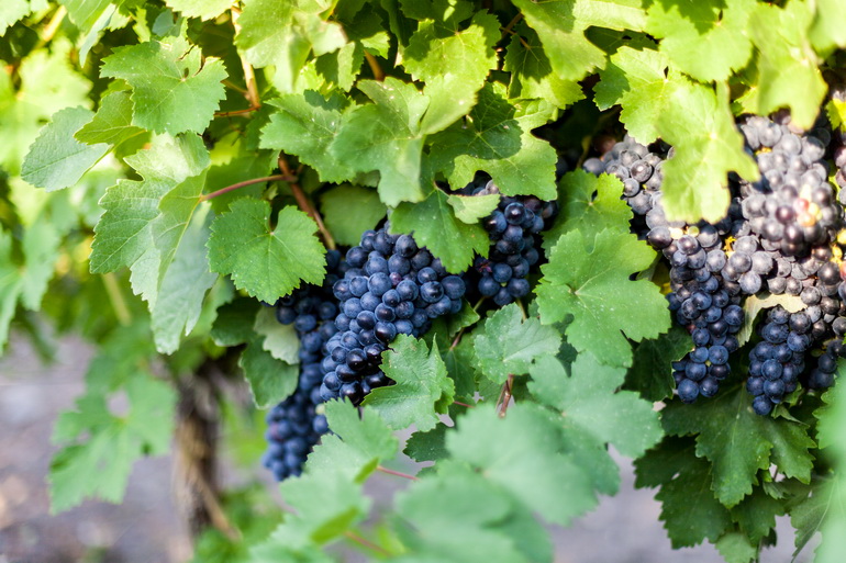 The freshness and colors of Thai fruits